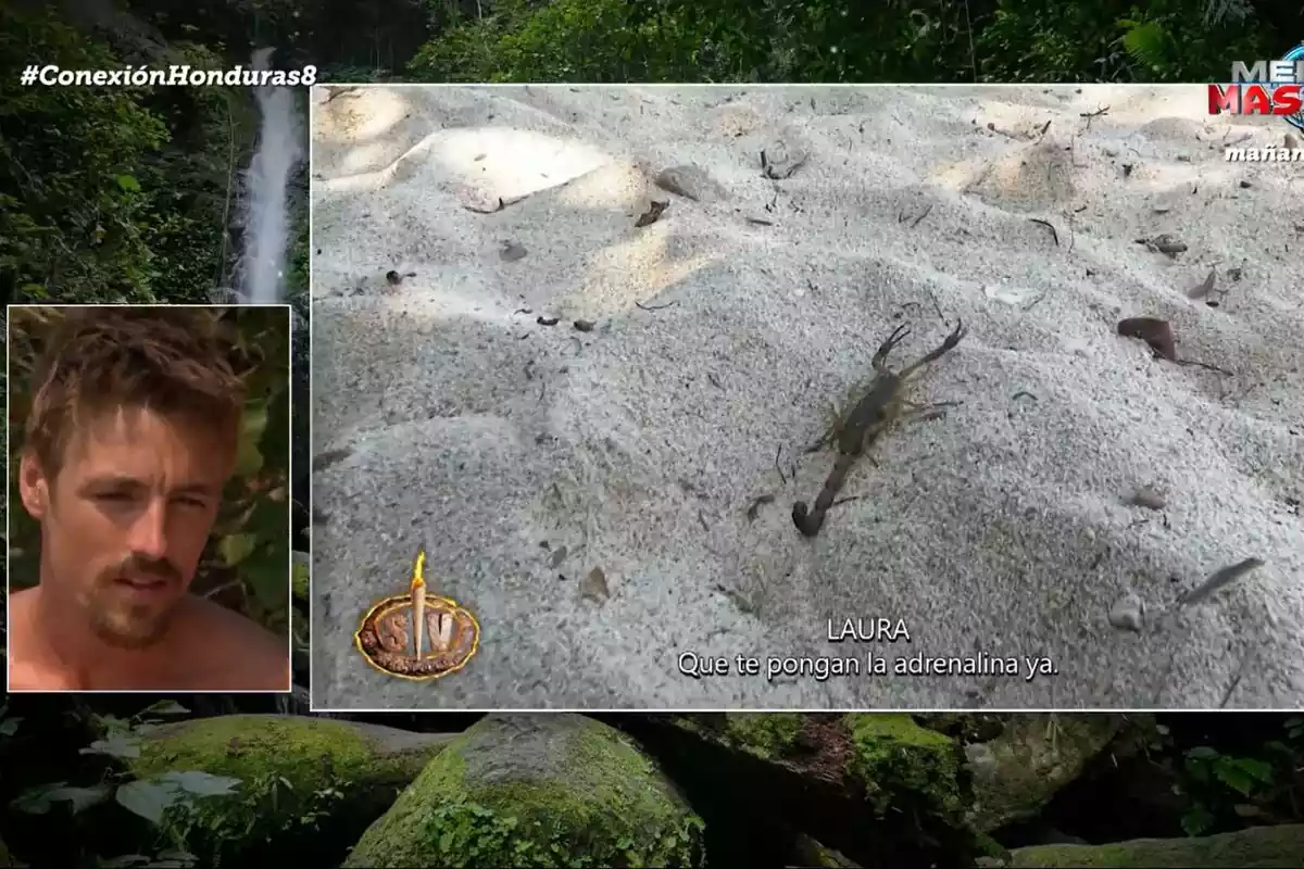 Captura del escorpión que picó a Gorka Ibarguren en Supervivientes Captura del escorpión que picó a Gorka Ibarguren en Supervivientes